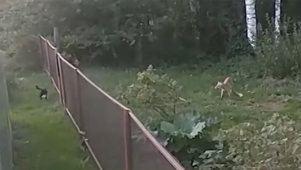 Кошка и собака защитили участок от лисы в Вологодской области