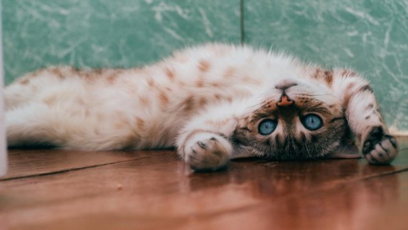 10 интересных фактов о том, как пьют кошки