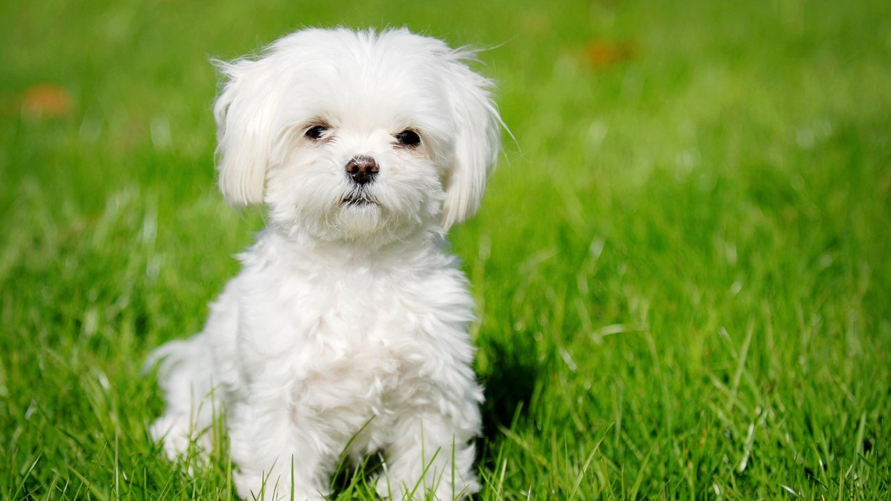 10 пород собак, которые почти не пахнут - Питомцы Mail.ru