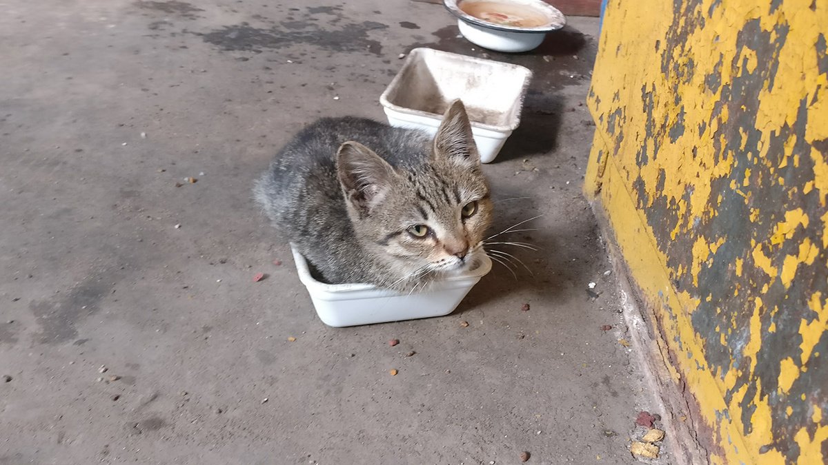 Cats of the MiG factory