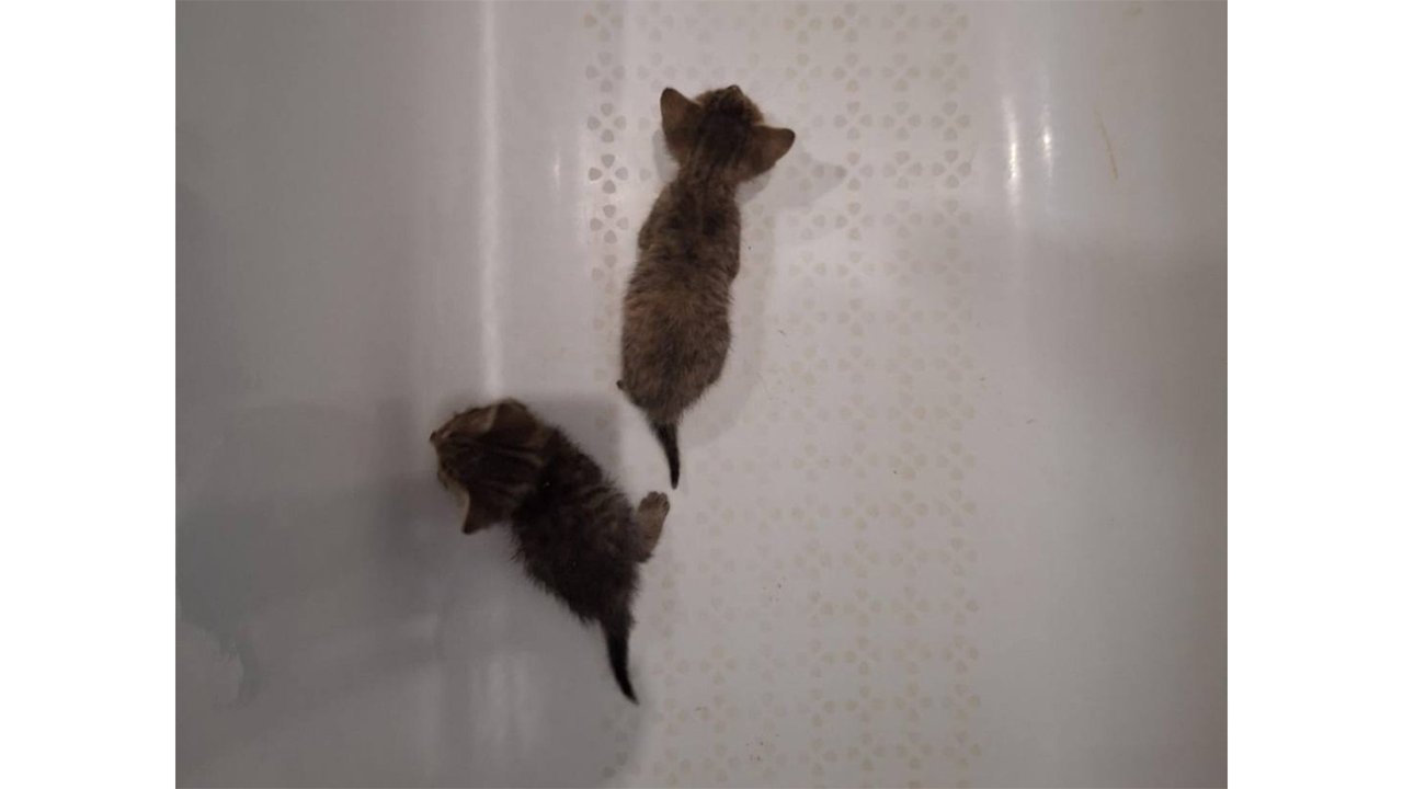 Котята Котята