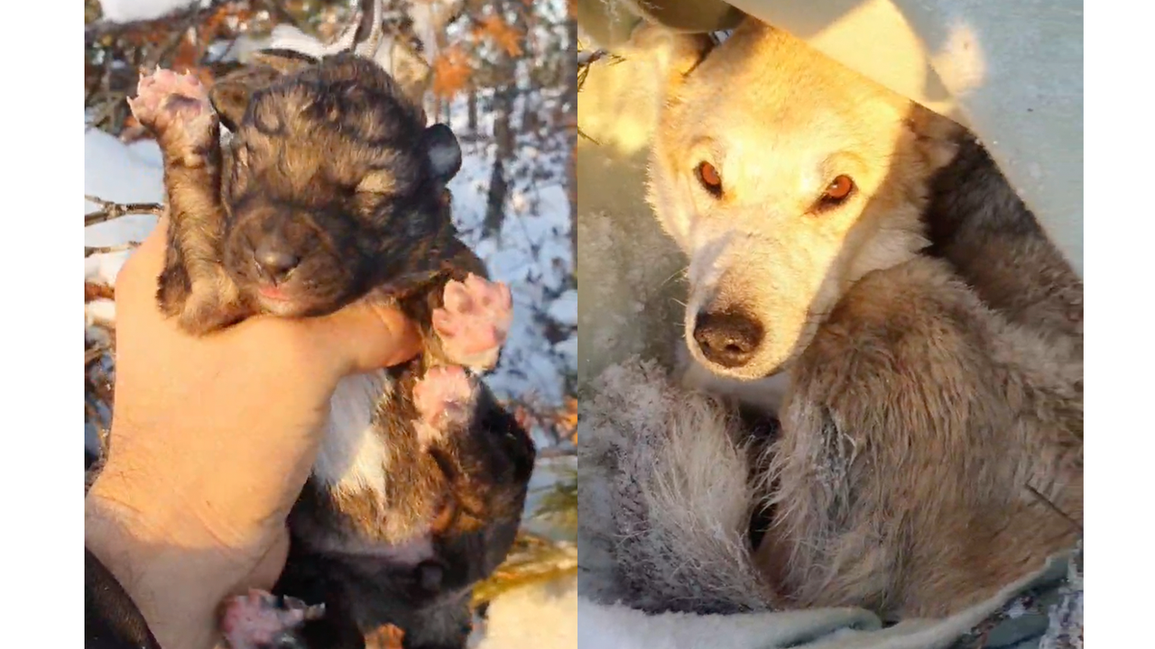 Собака родила щенка на одном из нефтяных объектов на севере России