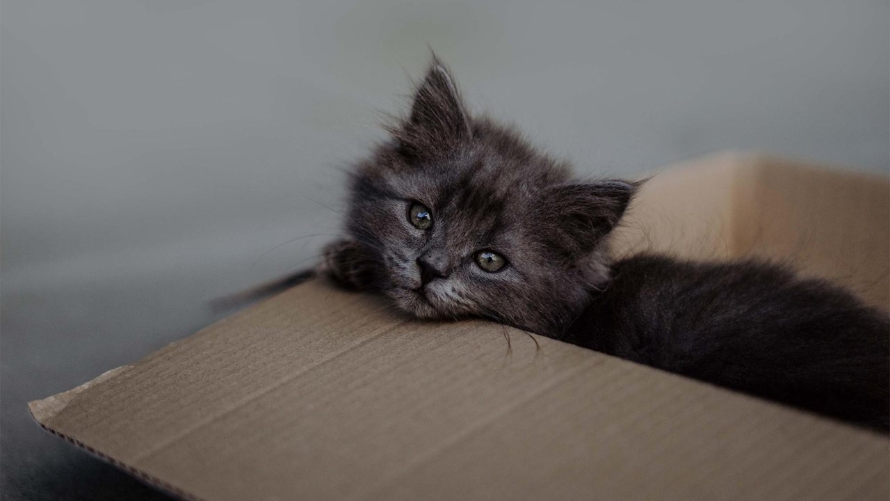 Котенок выглядывает из коробки