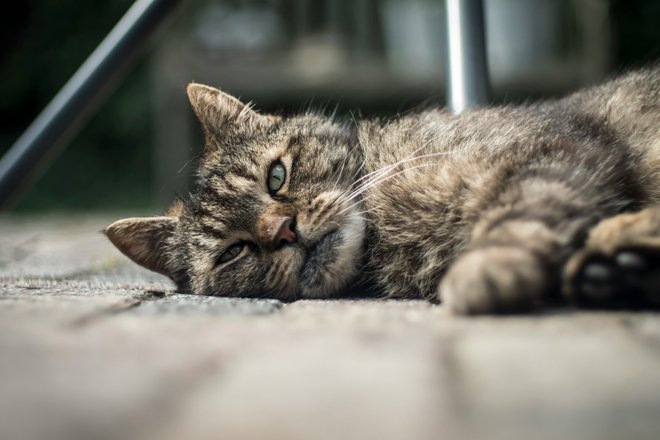 Кошка болеет, больная кошка, кошка лежит
