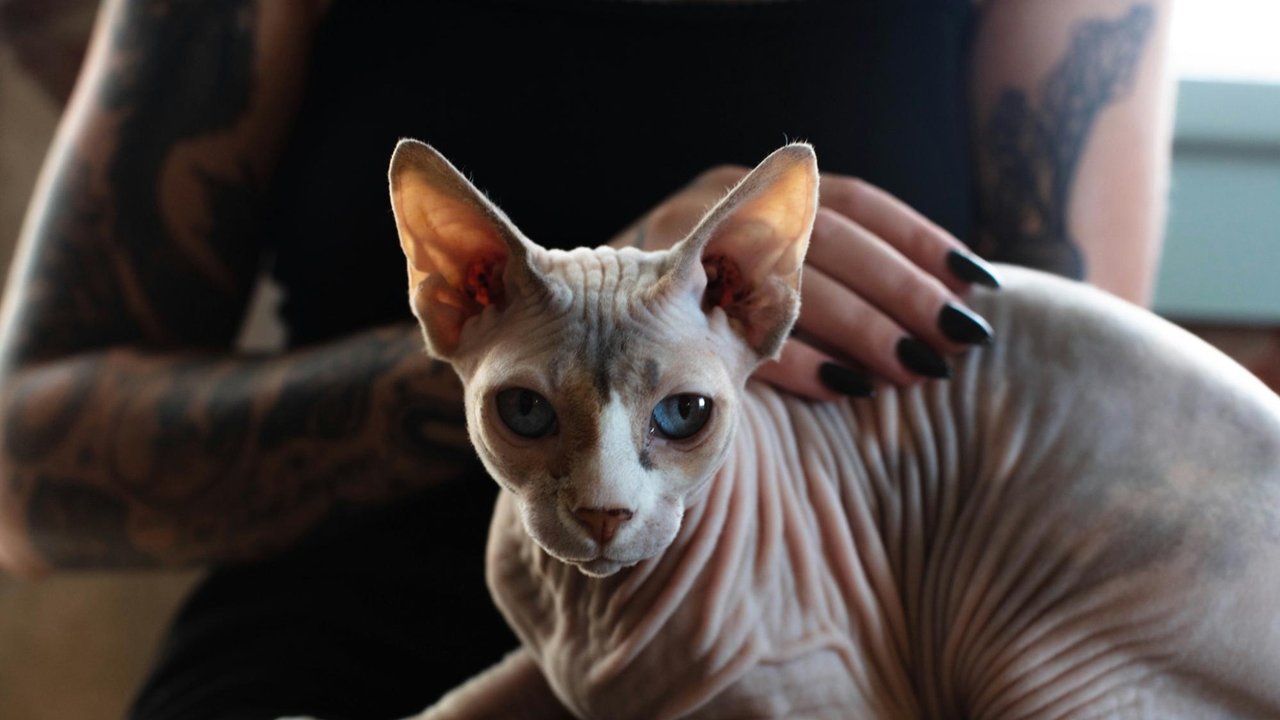 Кошка сфинкс