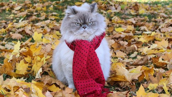 15 кошек, которые помогут победить осеннюю хандру