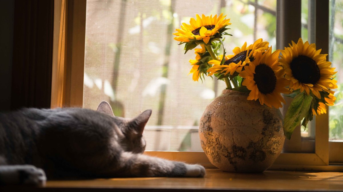 Кошка