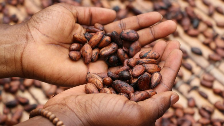 Около половины шоколада в мире производится из какао-бобов, собранных с деревьев в странах Западной Африки.