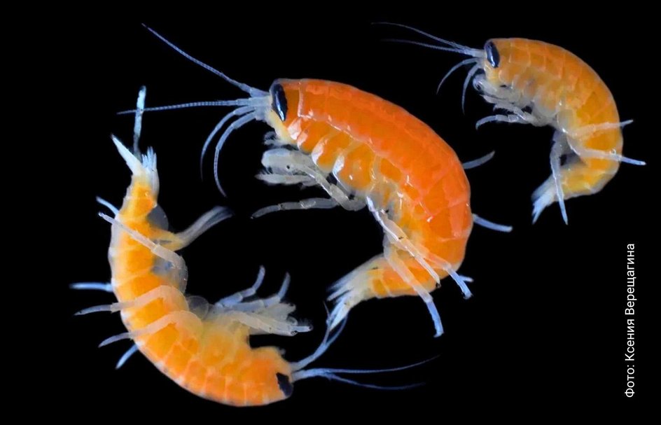 Ommatogammarus flavus внешний вид
