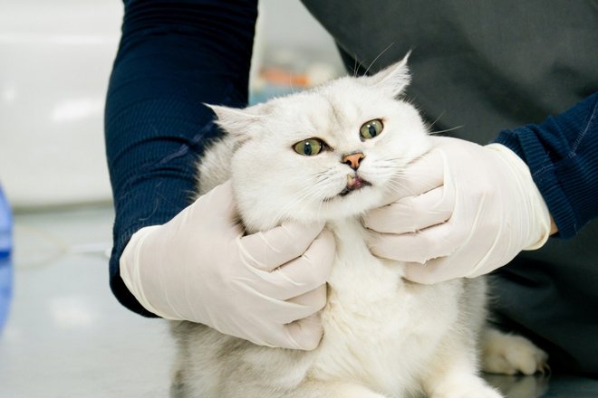 кошка и ветеренар