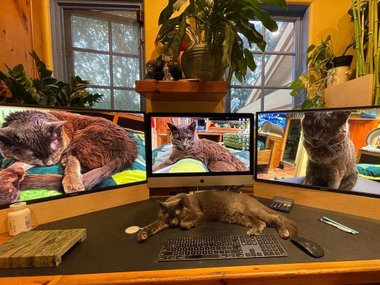 Pets.mail.ru