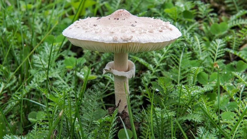 Зонтик — один из съедобных грибов, которые можно спутать с мухомором. Не уверены на все 200% — не берите такой в корзину!