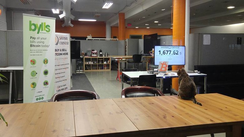 Bitcat в офисе Bitcoin Embassy. Фото: bitcoinembassy/facebook