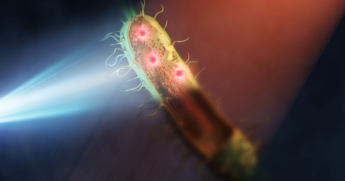 Внутренности бактерий смогли рассмотреть в 30 раз четче обычного