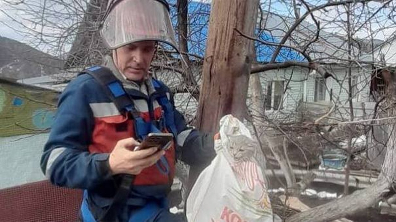 «Кина не будет»: на Алтае отключили электричество, чтобы спасти кота «Кина не будет»: на Алтае отключили электричество, чтобы спасти кота