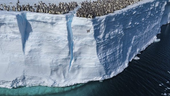 Пингвины прыгнули с 15-метровой скалы и напугали соцсети