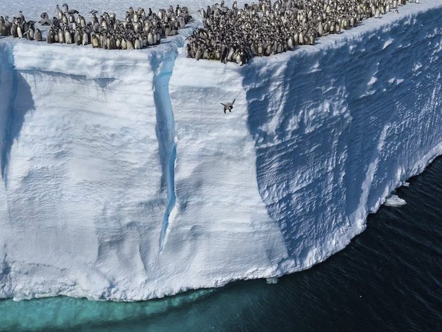 Пингвины прыгнули с 15-метровой скалы и напугали соцсети