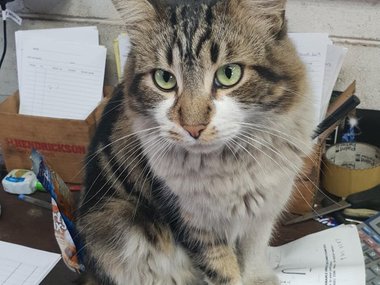 «Добрый день, я Оскар. Что вам нужно починить?» Источник: https://www.reddit.com/r/Catswithjobs/comments/b59qhb/oscar_the_truck_repair_cat_offering_to_help_us/