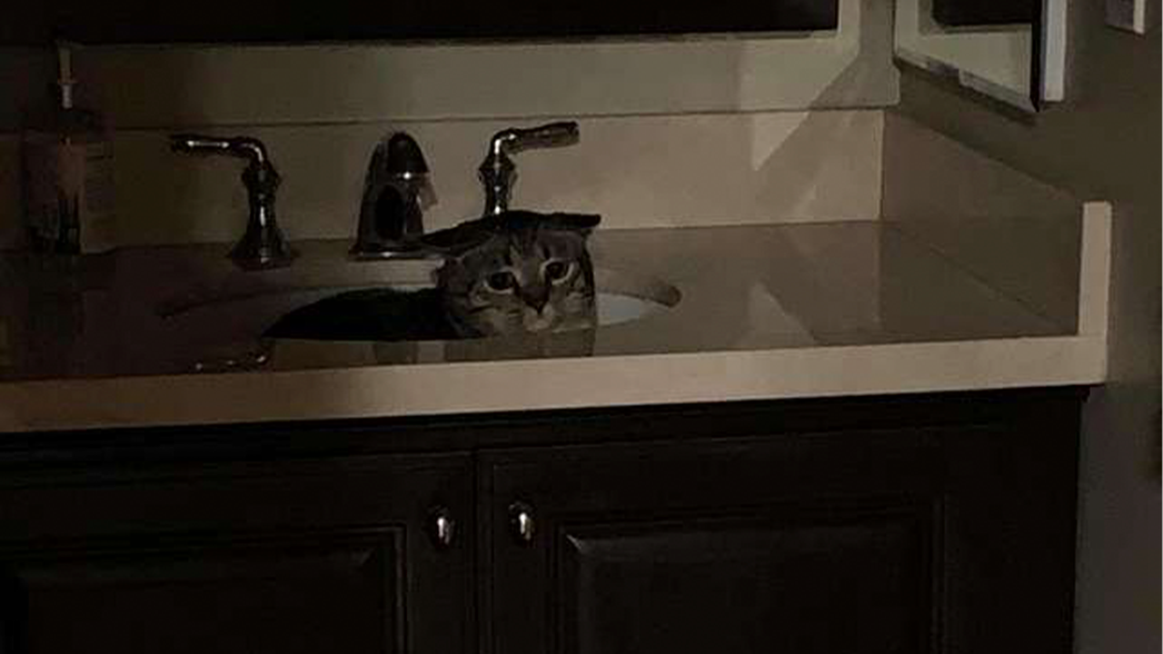 Кошка в раковине