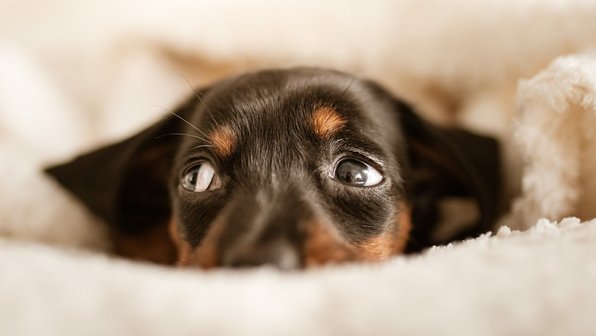 Неполезный тренд TikTok: почему не стоит лаять на свою собаку