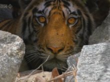 Кадр из BBC: Тигр — Шпион джунглей