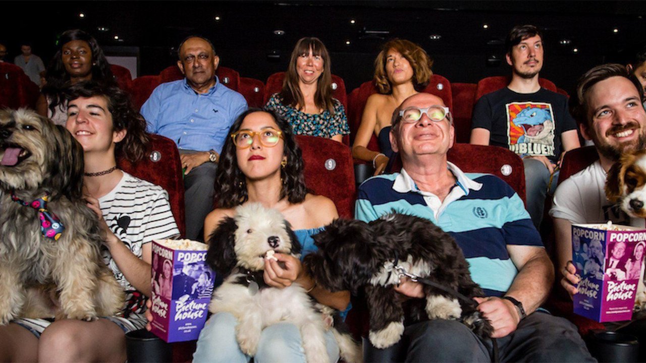 Собаки в кинотеатре