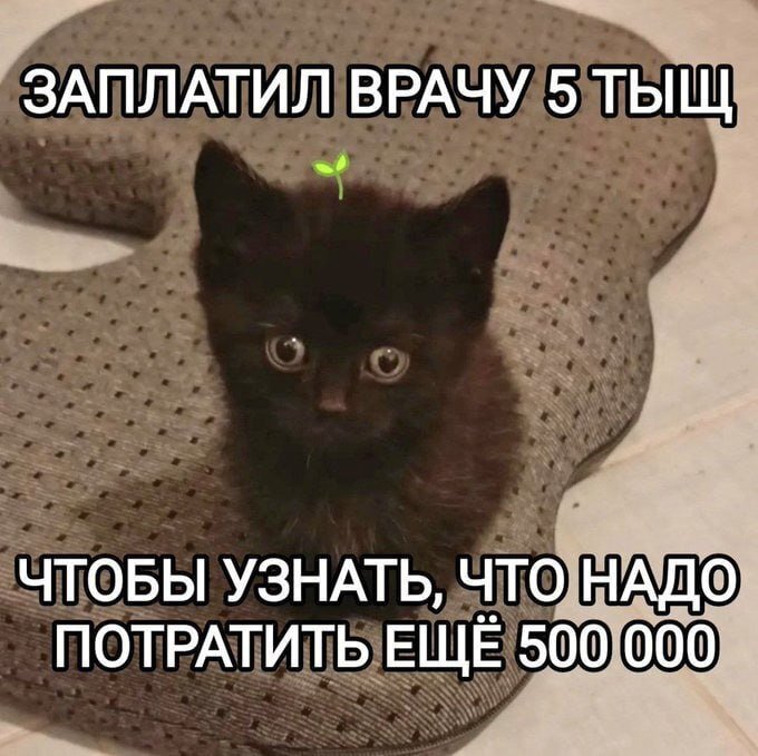 Мемы с котиками