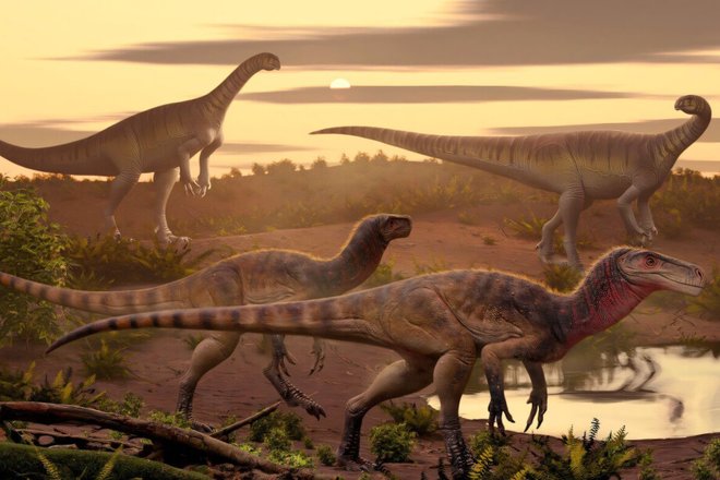 Внешний вид Maleriraptor kuttyi. Внешний вид Maleriraptor kuttyi.