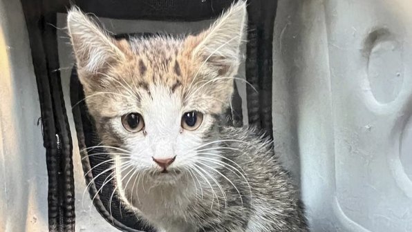 В Москве спасли котенка, забравшегося под капот авто