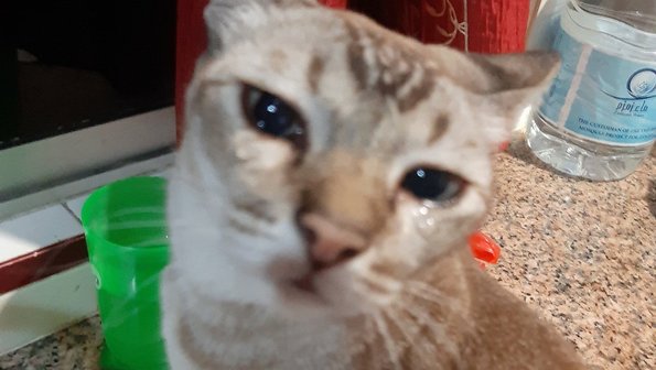 Кот пришел на кухню и заплакал — а все из-за лука