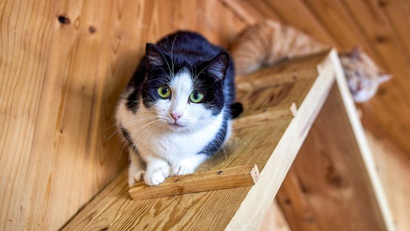 От бездомных до телезвезд: истории котов московских приютов