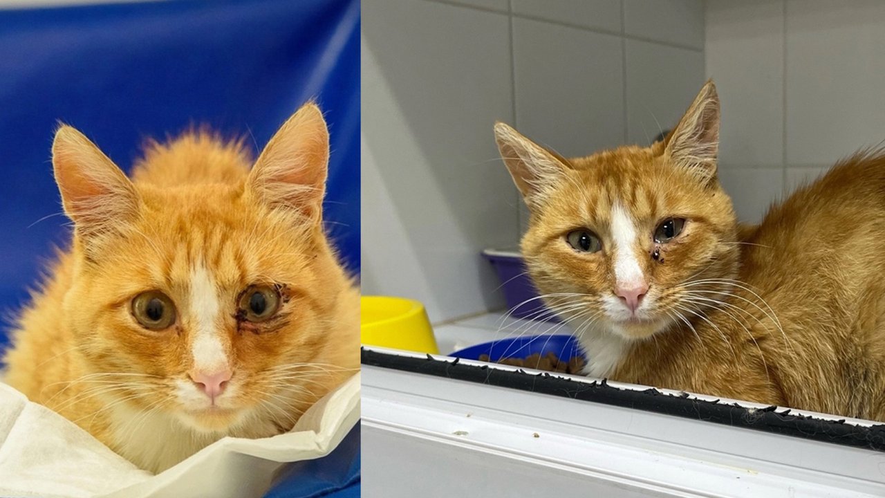 Котенок заболел