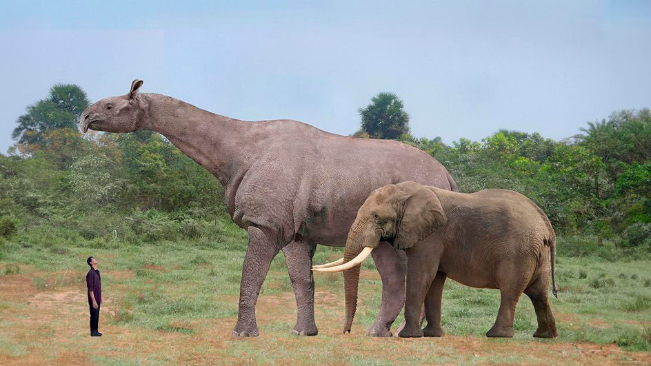 Индрикотерий по сравнению с африканским слоном и человеком