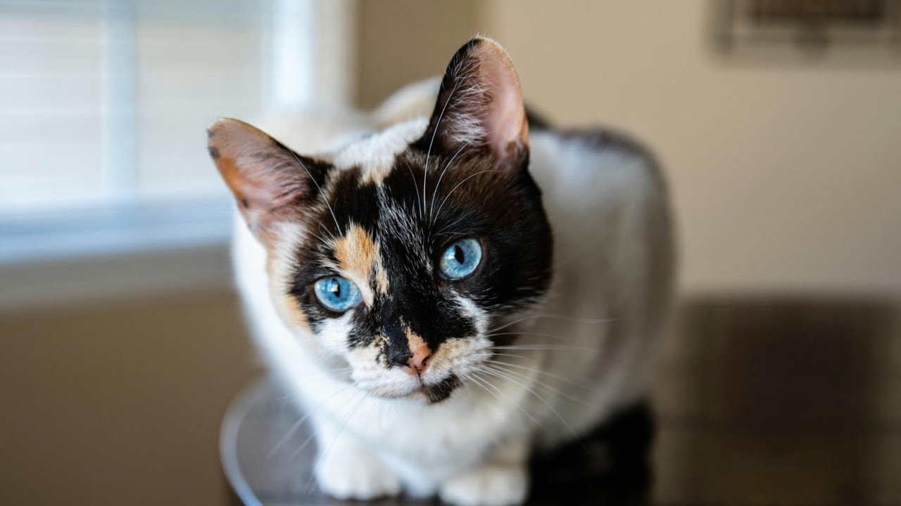 Кошка с голубыми глазами Кошка с голубыми глазами