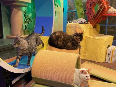 Pets.mail.ru