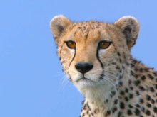 Кадр из Африканские кошки: Королевство смелых