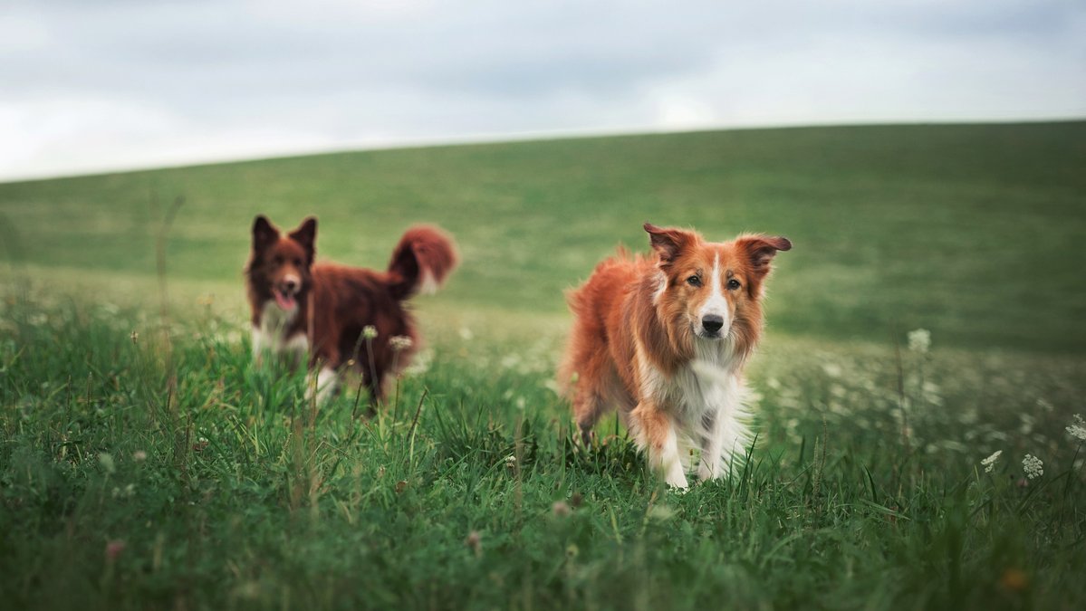 Собаки в поле