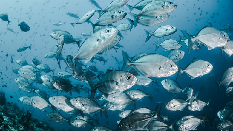 Рыбы могут пострадать из-за глобального потепления.