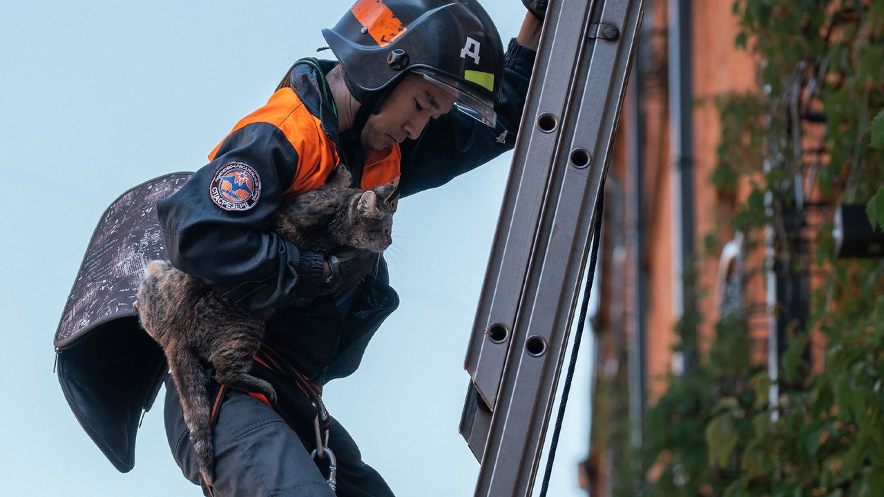 В Москве чудом спасли очередного кота-летуна