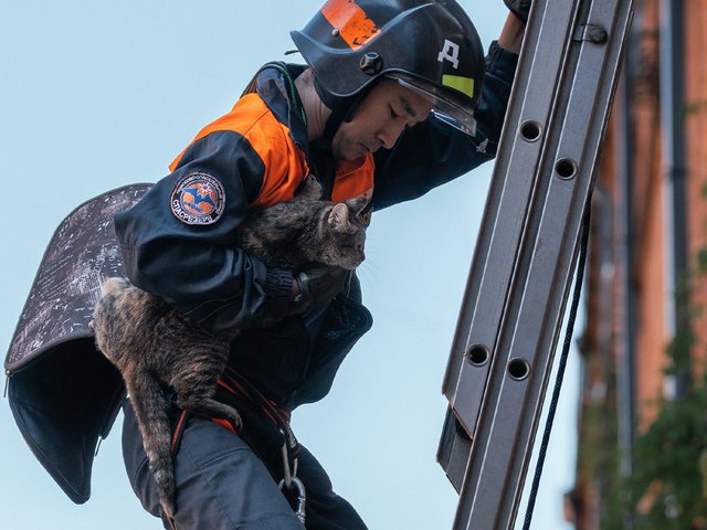 В Москве чудом спасли очередного кота-летуна