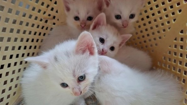 В Лотошине волонтеры нашли кучку белоснежных котят