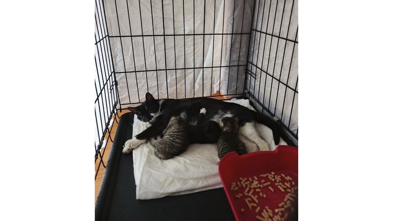 Кошка-мама кормит котят в клетке в ветклинике Кошка-мама кормит котят в клетке в ветклинике