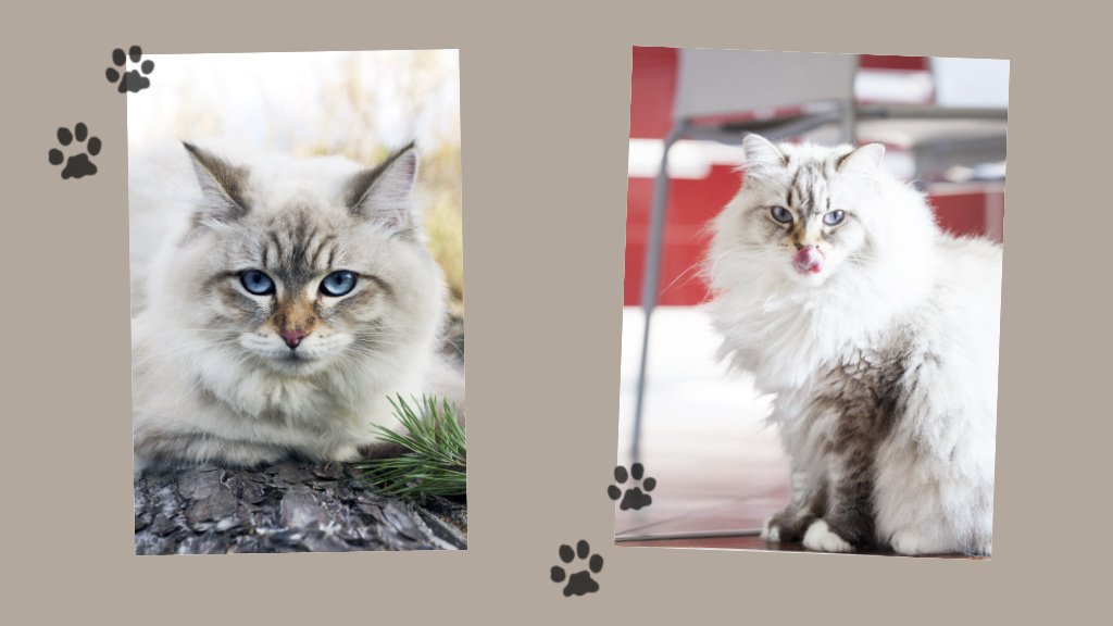 Siberian_cat