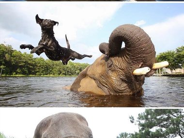 Африканский слон и черный лабрадор по имени Белла.