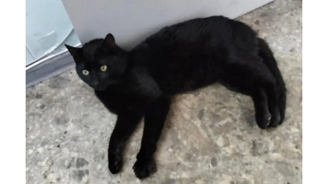 Черный кот лежит на полу