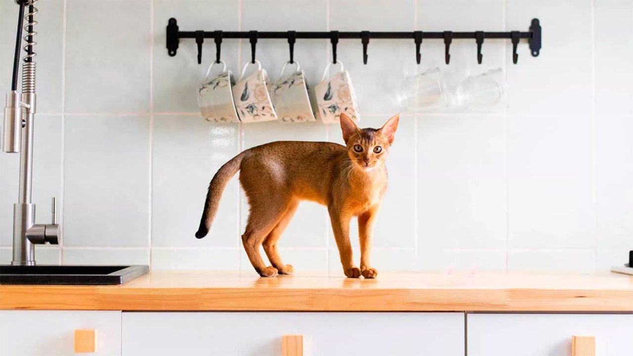 кот кот
