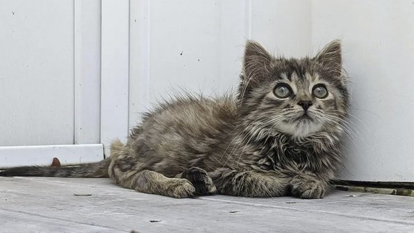 Люди выходили кошку с парализованными лапами и сделали ей коляску
