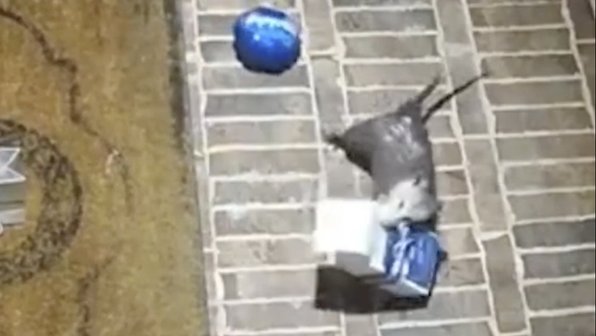 Хитрый зверь украл печенье, пока все спали, но попал на видео