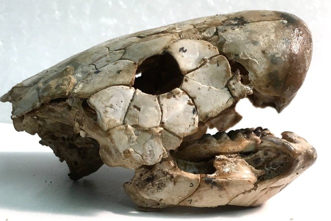 Крепкий череп вымершей двоякодышащей рыбы Chirodipterus australis