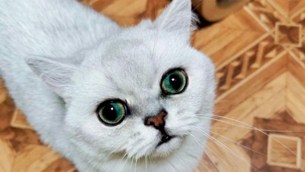 Редкого кота-красавца выбросили в подъезд в Перми